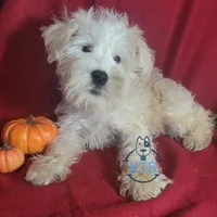 Puff, a female Miniature Schnauzer for sale in Fairhope, AL – Photo 6 of 7