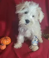 Puff, a female Miniature Schnauzer for sale in Fairhope, AL – Photo 2 of 7