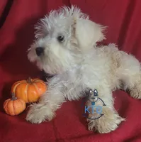 Puff, a female Miniature Schnauzer for sale in Fairhope, AL – Photo 7 of 7