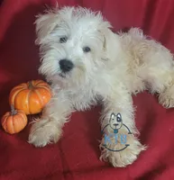 Puff, a female Miniature Schnauzer for sale in Fairhope, AL – Photo 5 of 7