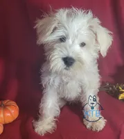 Puff, a female Miniature Schnauzer for sale in Fairhope, AL – Photo 3 of 7