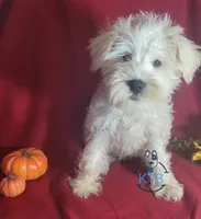 Puff, a female Miniature Schnauzer for sale in Fairhope, AL – Photo 4 of 7
