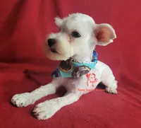 Dolly, a female Miniature Schnauzer for sale in Fairhope, AL – 5 of 9