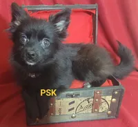 Ebony, a female Pomeranian for sale in Fairhope, AL – Photo 5 of 7
