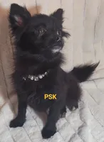 Ebony, a female Pomeranian for sale in Fairhope, AL – Photo 3 of 7