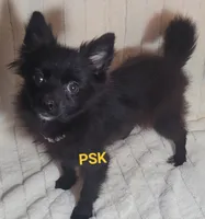 Ebony, a female Pomeranian for sale in Fairhope, AL – Photo 4 of 7