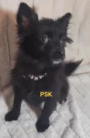 Ebony, a female Pomeranian for sale in Fairhope, AL – Photo 6 of 7