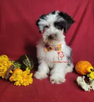 Sven, a male Miniature Schnauzer for sale in Fairhope, AL – Photo 10 of 10