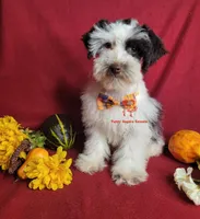 Sven, a male Miniature Schnauzer for sale in Fairhope, AL – Photo 7 of 10