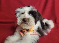 Sven, a male Miniature Schnauzer for sale in Fairhope, AL – Photo 6 of 10