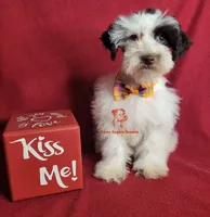 Sven, a male Miniature Schnauzer for sale in Fairhope, AL – Photo 3 of 10