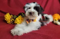 Sven, a male Miniature Schnauzer for sale in Fairhope, AL – Photo 1 of 10