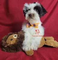 Sven, a male Miniature Schnauzer for sale in Fairhope, AL – Photo 5 of 10