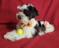 Sven, a male Miniature Schnauzer for sale in Fairhope, AL – Photo 2 of 10