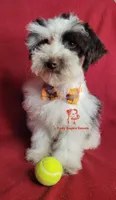 Sven, a male Miniature Schnauzer for sale in Fairhope, AL – Photo 4 of 10