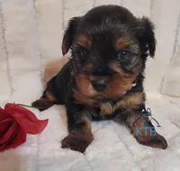 Marie--AKC, a female Yorkshire Terrier for sale in Fairhope, AL – Photo 7 of 7