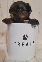 Marie--AKC, a female Yorkshire Terrier for sale in Fairhope, AL – Photo 4 of 7