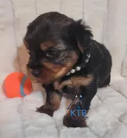 Marie--AKC, a female Yorkshire Terrier for sale in Fairhope, AL – Photo 5 of 7