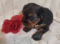 Marie--AKC, a female Yorkshire Terrier for sale in Fairhope, AL – Photo 2 of 7