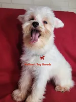 Dolly, a female Miniature Schnauzer for sale in Fairhope, AL – 2 of 8