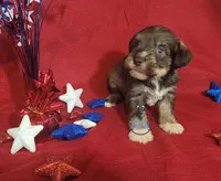 Chase--Blue Eyes, a male Miniature Schnauzer for sale in Fairhope, AL – Photo 7 of 7