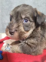Chase--Blue Eyes, a male Miniature Schnauzer for sale in Fairhope, AL – Photo 6 of 7