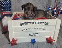 Chase--Blue Eyes, a male Miniature Schnauzer for sale in Fairhope, AL – Photo 3 of 7