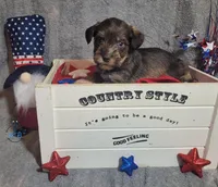 Chase--Blue Eyes, a male Miniature Schnauzer for sale in Fairhope, AL – Photo 4 of 7