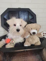 Louis, a male Miniature Schnauzer for sale in Fairhope, AL – Photo 6 of 8