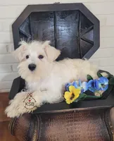 Louis, a male Miniature Schnauzer for sale in Fairhope, AL – Photo 4 of 8