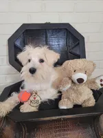 Louis, a male Miniature Schnauzer for sale in Fairhope, AL – Photo 8 of 8