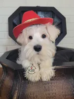 Louis, a male Miniature Schnauzer for sale in Fairhope, AL – Photo 7 of 8