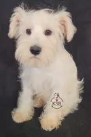 Louis, a male Miniature Schnauzer for sale in Fairhope, AL – Photo 3 of 8