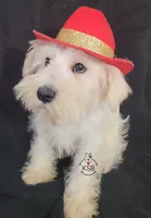 Louis, a male Miniature Schnauzer for sale in Fairhope, AL – Photo 5 of 8