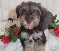 Becca, a female Miniature Schnauzer for sale in Fairhope, AL – Photo 1 of 7