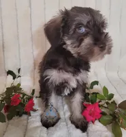 Becca, a female Miniature Schnauzer for sale in Fairhope, AL – Photo 5 of 7