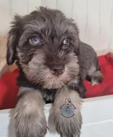 Becca, a female Miniature Schnauzer for sale in Fairhope, AL – Photo 4 of 7