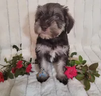 Becca, a female Miniature Schnauzer for sale in Fairhope, AL – Photo 2 of 7