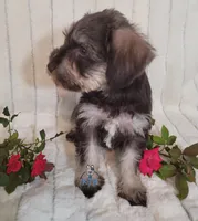 Becca, a female Miniature Schnauzer for sale in Fairhope, AL – Photo 3 of 7