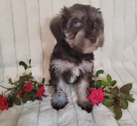 Becca, a female Miniature Schnauzer for sale in Fairhope, AL – Photo 6 of 7