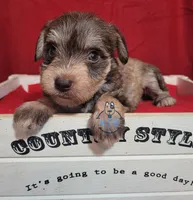 Hadley, a female Miniature Schnauzer for sale in Fairhope, AL – Photo 8 of 9