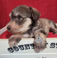Hadley, a female Miniature Schnauzer for sale in Fairhope, AL – Photo 7 of 9