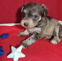 Hadley, a female Miniature Schnauzer for sale in Fairhope, AL – Photo 1 of 9
