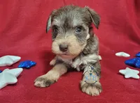Hadley, a female Miniature Schnauzer for sale in Fairhope, AL – Photo 3 of 9