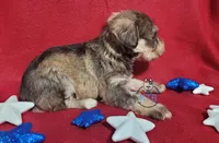 Hadley, a female Miniature Schnauzer for sale in Fairhope, AL – Photo 5 of 9