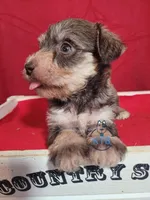 Hadley, a female Miniature Schnauzer for sale in Fairhope, AL – Photo 6 of 9