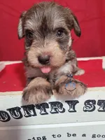 Hadley, a female Miniature Schnauzer for sale in Fairhope, AL – Photo 9 of 9