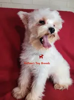 Dolly, a female Miniature Schnauzer for sale in Fairhope, AL – 6 of 8