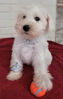 Ivy, a female Miniature Schnauzer for sale in Fairhope, AL – Photo 5 of 7