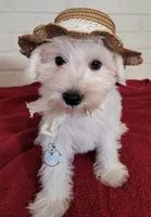 Ivy, a female Miniature Schnauzer for sale in Fairhope, AL – Photo 6 of 7